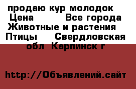 продаю кур молодок. › Цена ­ 320 - Все города Животные и растения » Птицы   . Свердловская обл.,Карпинск г.